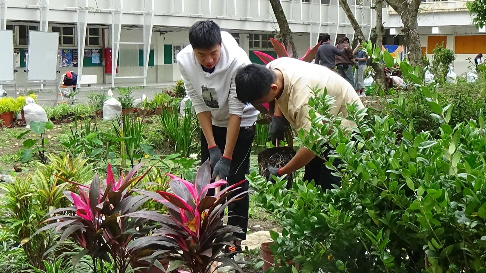 學生種植植栽